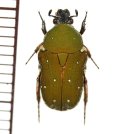 ホソコハナムグリの一種　Glycyphana nicobarica laotica　ベトナム南部