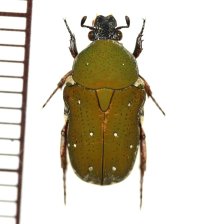 ホソコハナムグリの一種　Glycyphana nicobarica laotica　ベトナム南部