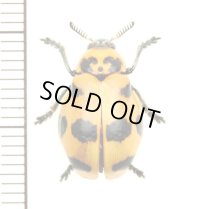 テントウムシ擬態のナガツツハムシの一種　Clytrasoma sp.　 ベトナム(ベトナム南部)