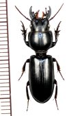 ヒョウタンゴミムシの一種　Scaritinae species　ベトナム(ベトナム南部)