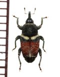 アリバチ擬態のゾウムシの一種　Curculionid species　タンザニア