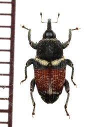 アリバチ擬態のゾウムシの一種　Curculionid species　タンザニア