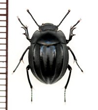ゴミムシダマシの一種　Tenebrionidae species　モロッコ