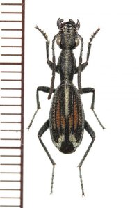 アリバチ擬態のゴミムシの一種　Cypholoba tenuicollis　タンザニア