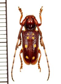 ミツギリゾウムシ擬態のカミキリムシの一種　Paragnia fulvomaculata　♀　 ベトナム(ベトナム北東部)