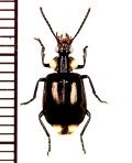 ゴミムシの一種　Physodera sp.　ベトナム(ベトナム北中部)