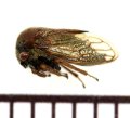 オキナワマルツノゼミ　Gargara sp.　♀　沖縄本島