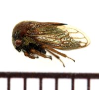 オキナワマルツノゼミ　Gargara sp.　♀　沖縄本島