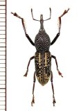 ゾウムシの一種  Curculionidae species   ベトナム(ベトナム中部)