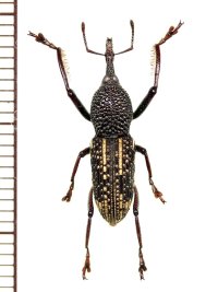 ゾウムシの一種  Curculionidae species   ベトナム(ベトナム中部)