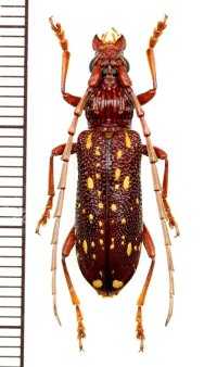 ミツギリゾウムシ擬態のカミキリムシの一種  Xoanodera maculata  ♀   ベトナム(ベトナム中部)