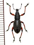 ゾウムシの一種  Curculionidae species   ベトナム(ベトナム中部)