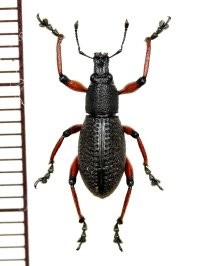 ゾウムシの一種  Curculionidae species   ベトナム(ベトナム中部)