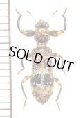 カッコウムシの一種　Cleridae species　ザンビア
