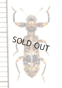 カッコウムシの一種　Cleridae species　ザンビア