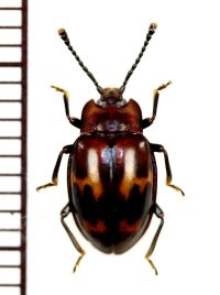 オオキノコムシ擬態のテントウムシダマシの一種　Endomychid species　ザンビア