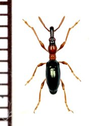 アリモドキゾウムシ　♂　石垣島