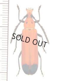 ベニボタル擬態のカミキリムシの一種　Erythrus sp.　♀　マレーシア（ボルネオ島）