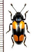 オオキノコムシの一種 　Erotylidae species　 マレーシア（ボルネオ島）