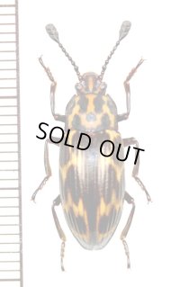 オオキノコムシの一種 　Erotylidid species　 マレーシア（ボルネオ島）