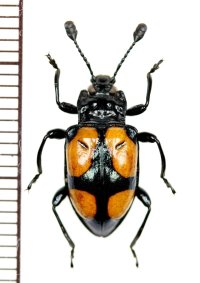テントウムシダマシの一種　Endomychid species　マレーシア（ボルネオ島）