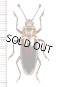 オオキノコムシの一種 　Erotylidid species　 マレーシア（ボルネオ島）