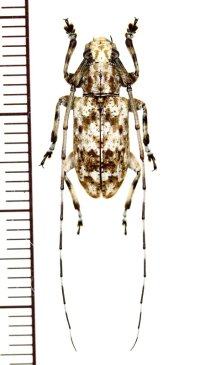 カミキリムシの一種　Cerambycid species　♂　マレーシア（ボルネオ島）