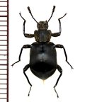 ゴミムシダマシの一種　Tenebrionid species　マレーシア（ボルネオ島）