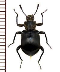 ゴミムシダマシの一種　Tenebrionid species　マレーシア（ボルネオ島）