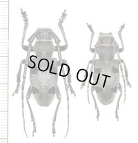 カミキリムシの一種　Morimus funereus　ペア　ギリシャ