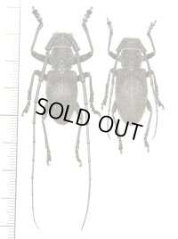 カミキリムシの一種　Morimus asper verecundus　ペア　ジョージア