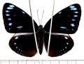 マルバネルリマダラ　台湾亜種　♀　石垣島