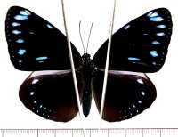 マルバネルリマダラ　台湾亜種　♀　石垣島