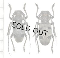 カミキリムシの一種　Morimus orientalis　ペア　ブルガリア