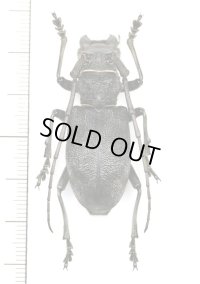 カミキリムシの一種　Morimus asper asper　♀　ギリシャ