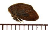 ツノゼミ（カレハツノゼミ）の一種　Stegaspis sp.　♂　 ペルー