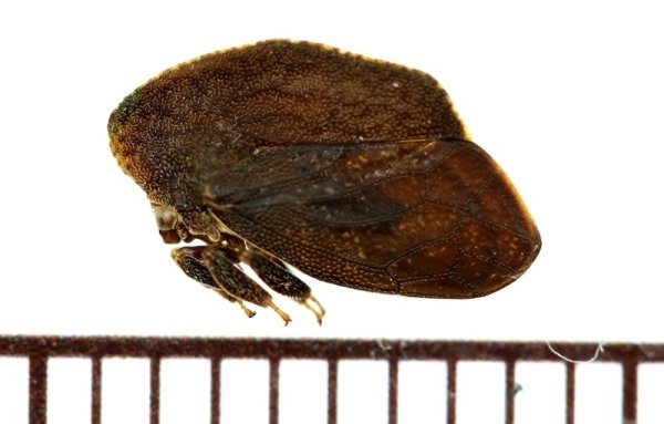 画像1: ツノゼミ（カレハツノゼミ）の一種　Stegaspis sp.　♂　 ペルー