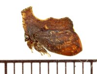 ツノゼミ（カレハツノゼミ）の一種　Stegaspis sp.　♀　 ペルー