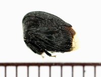 ツノゼミの一種　Membracid species　♀　ペルー