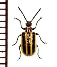 ルイスクビナガハムシ　1頭　山梨県
