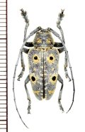 眼状紋を持つカミキリムシの一種　Megalofrea humeralis  ♂　マダガスカル
