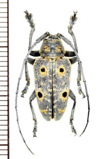眼状紋を持つカミキリムシの一種　Megalofrea humeralis  ♂　マダガスカル