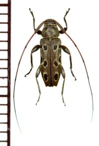 眼状紋を持つカミキリムシの一種 　Nyssodrysternum caudatum　♂   フランス領ギアナ