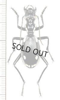 オサモドキゴミムシの一種　Anthia sexmaculata　モロッコ