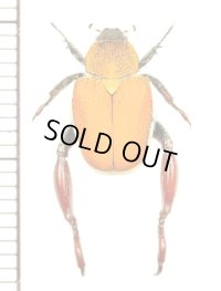 アシナガコガネの一種　Hopliini species　南アフリカ