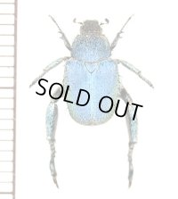 アシナガコガネの一種　Hopliini species　南アフリカ