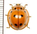 テントウムシの一種　Coccinellid species　 ベトナム(ベトナム中部)