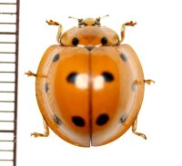 テントウムシの一種　Coccinellid species　 ベトナム(ベトナム中部)