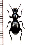 好蟻性のゴミムシダマシの一種　Mesostena angustata 　モロッコ