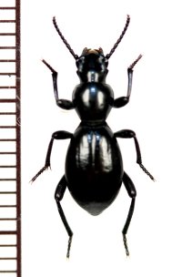 好蟻性のゴミムシダマシの一種　Mesostena angustata 　モロッコ
